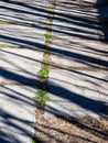 shadows of tree trunks on concrete slab walkway Royalty Free Stock Photo