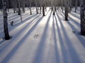 Shadows of trees Royalty Free Stock Photo