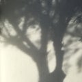 Shadows from the trees falling on the wall Royalty Free Stock Photo