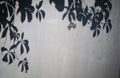 Shadows from trees falling on the wall, nature background. Royalty Free Stock Photo