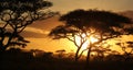 Shadows of trees in front of sunset on the African Savannah