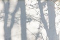 Shadows from trees on a plastered wall