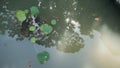 Lily pads floating on a pond with shadows of trees Royalty Free Stock Photo
