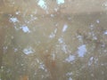 shadows of trees on the surface of calm water