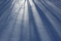 Shadows of trees on the unmarked snow on a cold winter afternoon Royalty Free Stock Photo