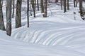 Shadows of the trees in winter