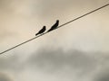 Two little birds in a wire Royalty Free Stock Photo