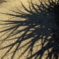 Shadows vary in thickness and intensity creating a striking visual effect Royalty Free Stock Photo