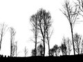 Shadowtrees panorama 2