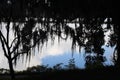 Shadowy Foliage with Spanish Moss on the Shoreline