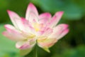 Shadowy lotus Royalty Free Stock Photo