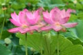 Shadowy lotus Royalty Free Stock Photo