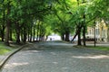 Shady alley. Cobblestone road under the shadow of green trees Royalty Free Stock Photo