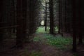 Shady alleys of the fir forest, plant tunnel. Moss. A fallen tree on the road. Fallen birch