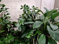 a shady atrium garden with tropical-looking houseplants. different sized leaves
