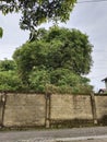 a shady bamboo tree behind a concrete fence