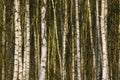 Birch forest detail