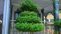 Shady bonsai tree planted in the yard of the house. Ornamental plant hobbyist