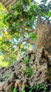 a shady bonsai tree, when viewed from below