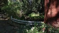 Shady corner of arboretum with trunk of giant sequoia Sequoiadendron giganteum visible on the right side.