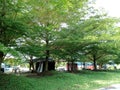 A shady corner of a city park forest
