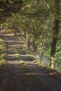 Shady country lane Royalty Free Stock Photo