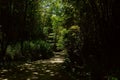 Shady downhill way in sunny spring Royalty Free Stock Photo