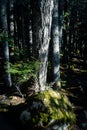 Shady forest in dappled light Royalty Free Stock Photo