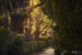 Shady green alley of conifers