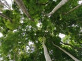 Beautiful shady green forest view from bottom