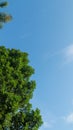 Shady green trees with blue sky and white clouds