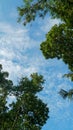 Shady green trees with blue sky and white clouds