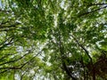 Low angle view of starfruit trees in the forest Royalty Free Stock Photo