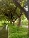 Shady green trees