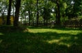 Shady hedged lawn by way in sunny summer