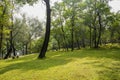 Shady hillside lawn on sunny day