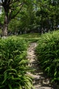 Shady hillside stone stairway in fern on sunny summer day