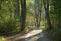 Shady Lane in Early Autumn Royalty Free Stock Photo