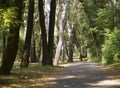 Shady lane, paved path way in a city park, sun rays through branches of trees