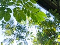 Shady leaves in a beautiful forest under the morning sun