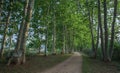 London plane tree alley