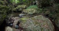 Moody water pond into a deep forest Royalty Free Stock Photo