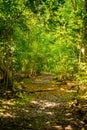 Shady nature path in the woods Royalty Free Stock Photo