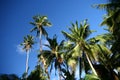 Shady palms in Fiji Royalty Free Stock Photo