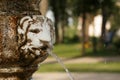 Shady park. Lion`s head in fountain spouts a stream of clear wat Royalty Free Stock Photo