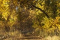 Shady Path in Autumn