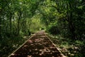 Shady path dappled with sunlight in summer afternoon Royalty Free Stock Photo