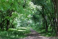 Shady Path in Deciduous Forest Royalty Free Stock Photo