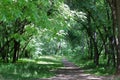 Shady Path in Deciduous Forest