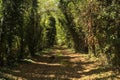 Shady path with puddles in a grove on a sunny day in the italian countryside